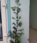 Hình ảnh: Cây Tùng La Hán- Vạn niên tùng- cao khoảng 1 m-1.2m