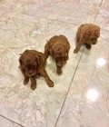 Hình ảnh: [HN]bán chó poodle con đáng yêu