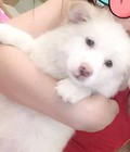 Hình ảnh: bán chó Samoyed