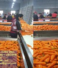 Hình ảnh: Cần bán gấp 800 tấn CÀ RỐT Miền Bắc xuất khẩu