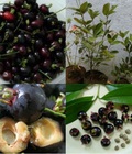 Hình ảnh: cây giống cherry braxin