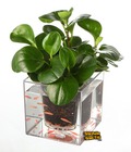 Hình ảnh: Chậu Cây Bể Nuôi Cá Trong Suốt 2 trong 1