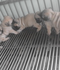 Hình ảnh: trại chó Hoàng Dũng bán 2 bầy pug con