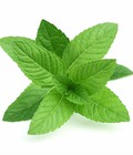 Hình ảnh: Hạt giống Bạc Hà Peppermint