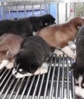 Hình ảnh: trại chó Hoàng Dũng bán 2 bầy husky con 2 tháng tuổi
