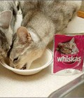 Hình ảnh: Patê Whiskas