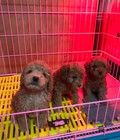 Hình ảnh: Chó poodle chó nhà đẻ, 50 ngày tuổi cần tìm chủ