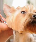 Hình ảnh: Dịch vụ cắt tỉa lông chó mèo < 2kg