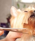 Hình ảnh: Dịch vụ cắt tỉa lông chó mèo 2 - 5 kg