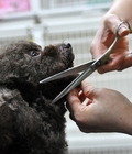 Hình ảnh: Dịch vụ cắt tỉa lông chó mèo 5 - 10 kg