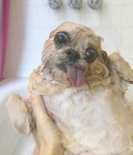 Hình ảnh: Dịch vụ tắm spa cho chó mèo < 5 kg