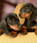 Hình ảnh: Phối giống bao đậu chó dachshund ( chó lạp xưởng)