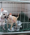 Hình ảnh: Dịch vụ giữ chó 6kg - 10kg