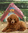 Hình ảnh: Phối giống Poodle nâu đỏ (bao đậu)