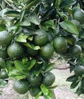 Hình ảnh: Bán giống cây cam sành, cam đường canh hàng chuẩn giống f1 giao cây toàn quốc