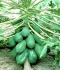 Hình ảnh: Địa chỉ cung cấp cây giống đu đủ hồng phi, đu đủ vàng, đu đủ cao sản thái lan