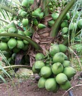 Hình ảnh: Bán cây giống dừa xiêm lùn, dừa dứa, dừa lửa cây giống chuẩn f1 giao cây toàn quốc