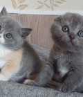 Hình ảnh: Mèo Scottish Fold có tai thẳng thông thường