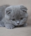 Hình ảnh: Mèo Scottish Fold có tai cụp
