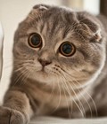 Hình ảnh: Mèo Tai Cụp Scottish Fold