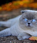 Hình ảnh: Mèo Scottish Fold tai thẳng