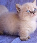 Hình ảnh: Mèo Munchkin nhân giống trong nước