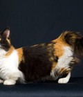 Hình ảnh: Mèo Munchkin loại nhập khẩu