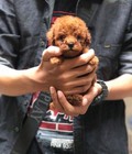 Hình ảnh:  Đàn Poodle Tiny màu nâu đỏ tháng 1-2018 – Bán Trả Góp Lãi S