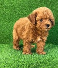 Hình ảnh: Đàn Poodle Tiny màu nâu đỏ 