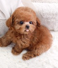 Hình ảnh: Bán chó Poodle nâu đỏ, socola và trắng