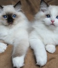 Hình ảnh: Mèo Ragdoll nhập từ Thái lan