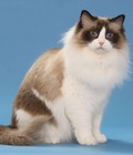 Hình ảnh: Mèo Ragdoll từ phương Tây