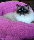 Hình ảnh: Mèo Ragdoll nhập từ phương Tây