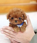 Hình ảnh: Chó Toy Poodle giá bao nhiêu?