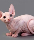 Hình ảnh: Mèo Sphynx nhân giống trong nước