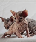 Hình ảnh: Mèo Sphynx nhập khẩu