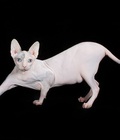 Hình ảnh: Mèo Sphynx