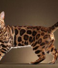 Hình ảnh: Mèo Bengal