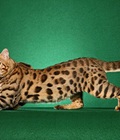 Hình ảnh: Giống mèo Bengal