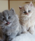 Hình ảnh: Bán mèo Anh lông dài (ALD)