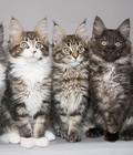 Hình ảnh: Mèo Maine Coon