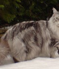 Hình ảnh: Mèo Maine Coon thuần chủng