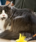 Hình ảnh: Mèo lông dài Mỹ