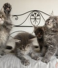 Hình ảnh: Mèo Maine Coon thuần chủng