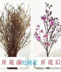 Hình ảnh: Cung cấp số lượng lớn hoa đỗ quyên, cành hoa đỗ quyên khô đẹp chơi tết 2018 giao hoa toàn quốc
