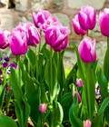 Hình ảnh: Cung cấp số lượng lớn hoa tuylip, hoa đồng tiền, hoa tiên ông trồng chơi tết 2018 giao cây toàn quốc