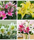 Hình ảnh: Địa chỉ cung cấp số lượng lớn hoa lyly, hoa lyly cao, hoa lyly lùn chơi tết 2018 giao hoa toàn quốc