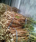Hình ảnh: Cây giống đinh lăng, rễ đinh lăng, lá cành đinh lăng. địa chỉ cung cấp cây giống chuẩn chất lượng