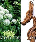 Hình ảnh: Cây giống đương quy, hạt giống đương quy. địa chỉ cung cấp cây giống ăn quả, cây giống dược liệu chuẩn giống chất lượng