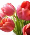 Hình ảnh: Cung cấp hoa tuylip thành phẩm chơi tết 2018. kỹ thuật trồng và chăm sóc hoa tuylip nở đúng dịp tết